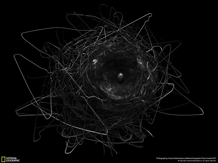 Wyróżnienie w kat. Miejsca 

"Crows Nest", fot. Yosuke Kashiwakura / National Geographic Photo Contest